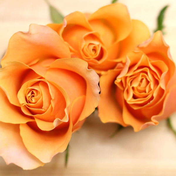 10月の誕生花はオレンジバラです。